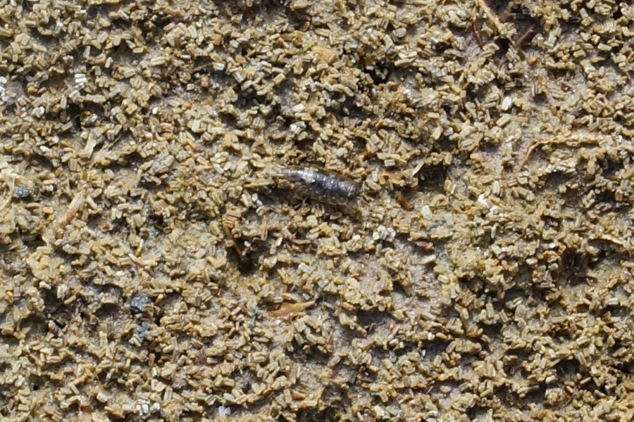 Isopodi palustri da identificare